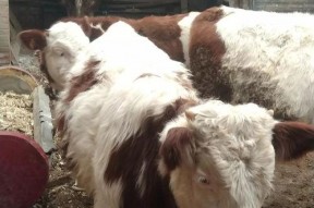 国产牛牛,探寻中国牛肉产业的崛起之路